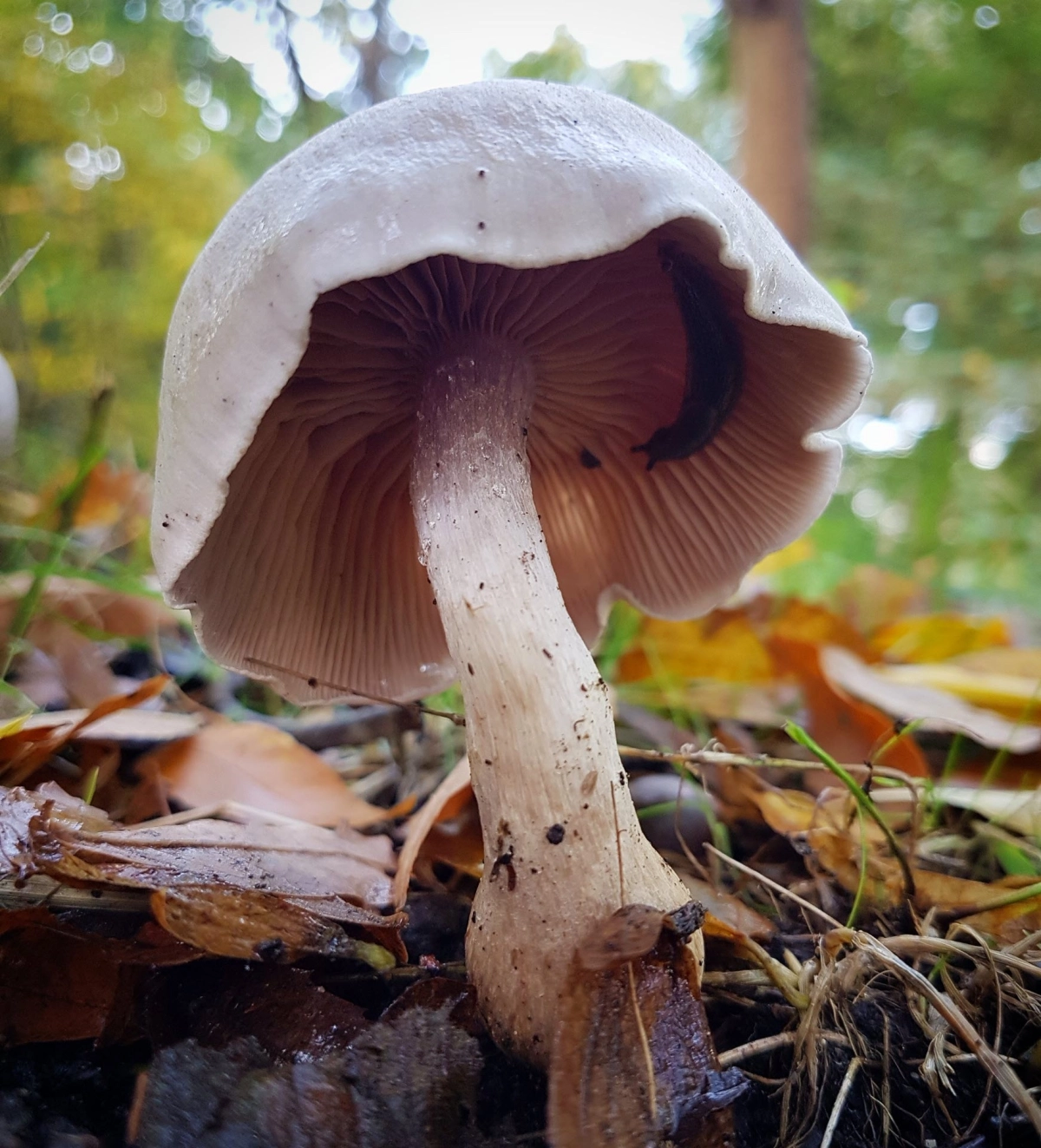 Publieksrondleiding De Hortus in Herfsttooi